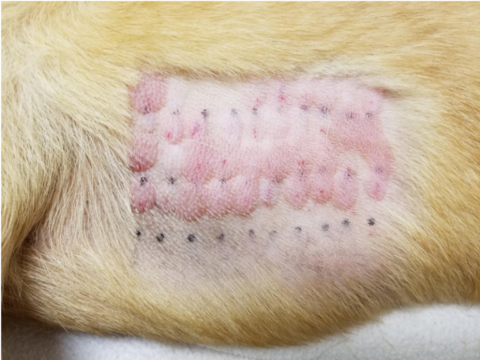 Pet Allergy Testing in Beaverton, OR - Animal Allergy and Ear Clinic