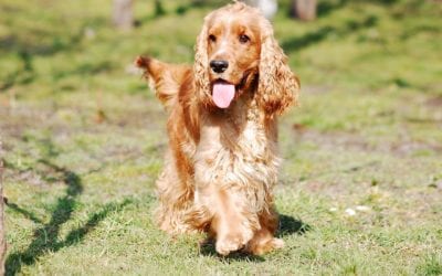 How To Clean Your Dog’s Ears