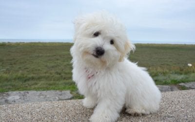 Could Your Pet Be Suffering from Allergies?