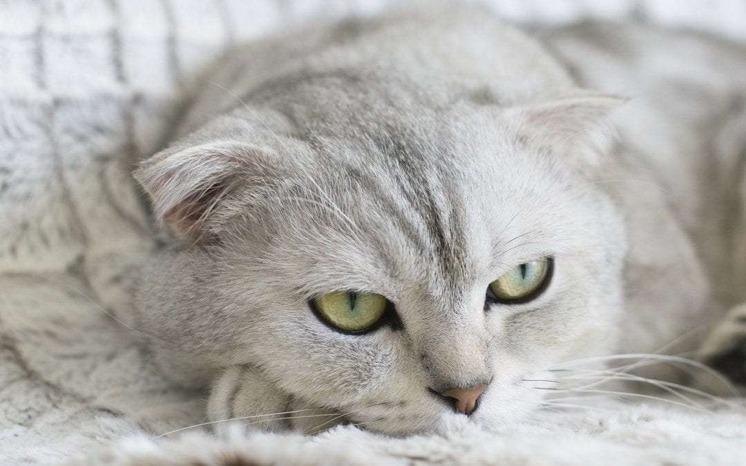 Is Your Light-Colored Cat at Risk for Squamous Cell Carcinoma?