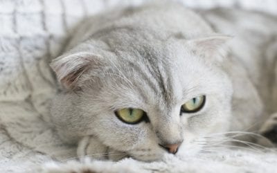 Is Your Light-Colored Cat at Risk for Squamous Cell Carcinoma?