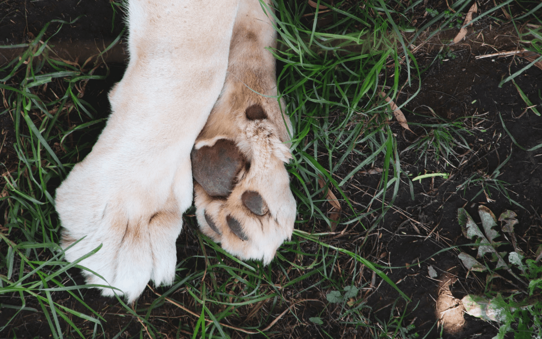 Are Allergies Making Your Dog Lick Their Paws?