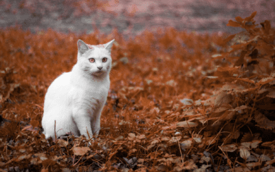 5 Common Signs of Seasonal Allergies in Pets