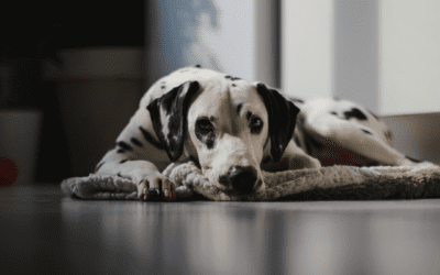 How to Prepare Your Dog for Fourth of July Fireworks