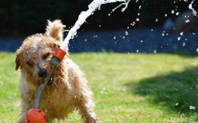 Common Garden Items Toxic to Pets to Look Out For