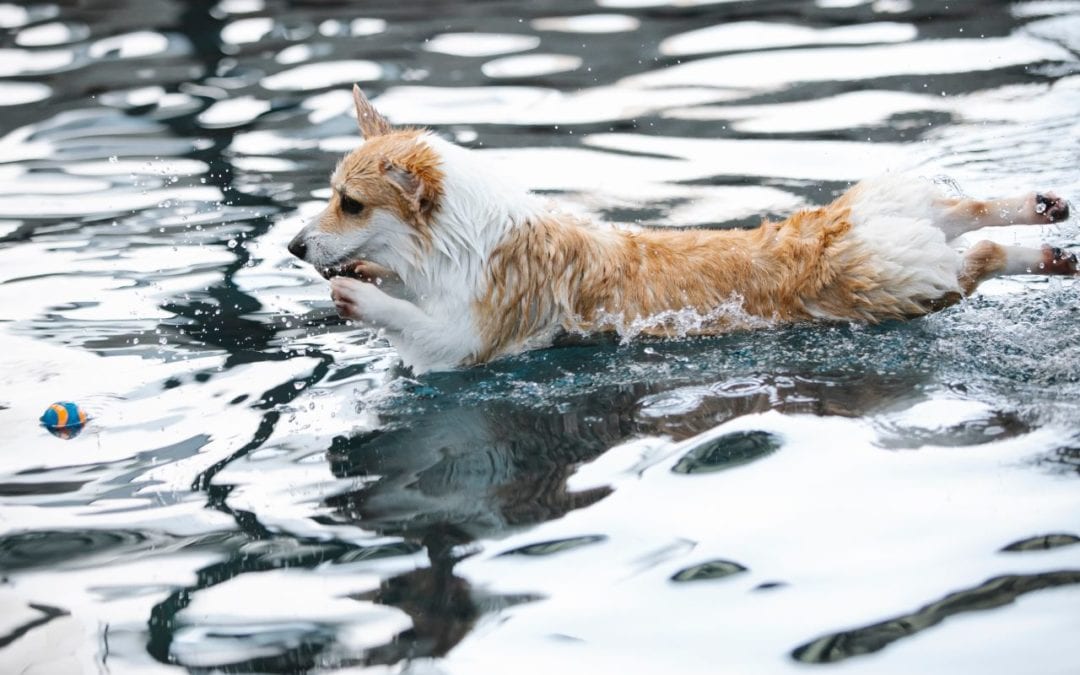 3 Easy Ways to Keep Your Pet Cool in the Heat