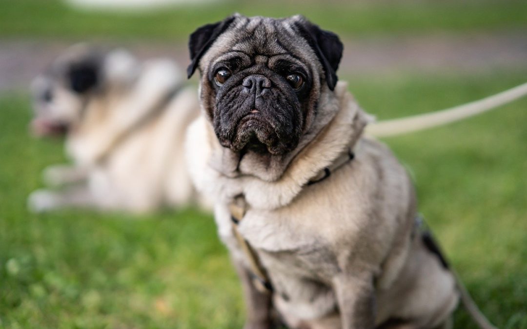 Signs Your Pet May Have Allergies