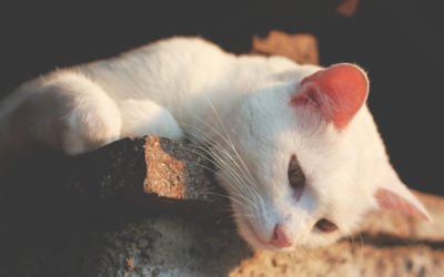 Signs Your Cat Is in Pain