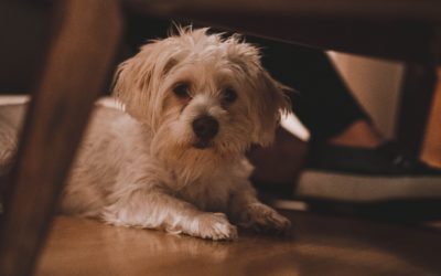 How to Make a Safe Thanksgiving Feast for Your Pet