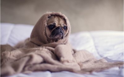 5 Pet Safety Tips During Cold Weather